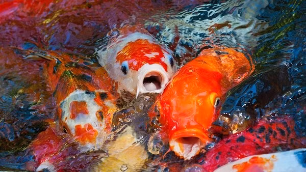 Su that it nguoi biet ve loai ca KOI gia hang trieu do-Hinh-2