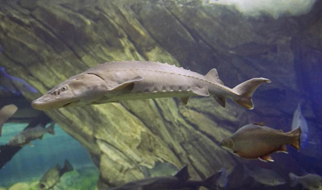 Bật mí thú vị về món ăn “hoàng gia” mỗi bữa tốn cả cây vàng - Hình 10 Bat mi thu vi ve mon an “hoang gia” moi bua ton ca cay vang-Hinh-10