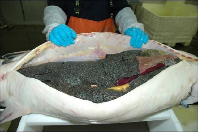 Bật mí thú vị về món ăn “hoàng gia” mỗi bữa tốn cả cây vàng - Hình 5 Bat mi thu vi ve mon an “hoang gia” moi bua ton ca cay vang-Hinh-5