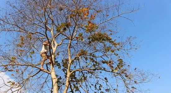 Trứng kiến gai đen có gì đặc biệt mà giá tới gần triệu đồng? - Hình 3 Trung kien gai den co gi dac biet ma gia toi gan trieu dong?-Hinh-3
