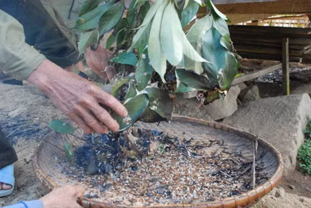 Trứng kiến gai đen có gì đặc biệt mà giá tới gần triệu đồng? - Hình 6 Trung kien gai den co gi dac biet ma gia toi gan trieu dong?-Hinh-6