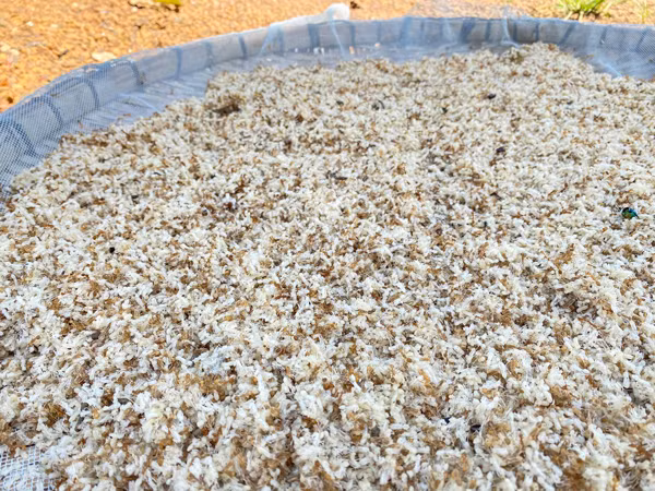 Trứng kiến gai đen có gì đặc biệt mà giá tới gần triệu đồng? - Hình 10 Trung kien gai den co gi dac biet ma gia toi gan trieu dong?-Hinh-10