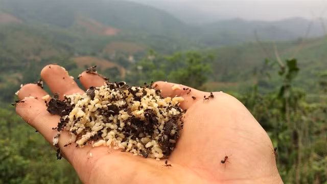 Trứng kiến gai đen có gì đặc biệt mà giá tới gần triệu đồng? - Hình 5 Trung kien gai den co gi dac biet ma gia toi gan trieu dong?-Hinh-5