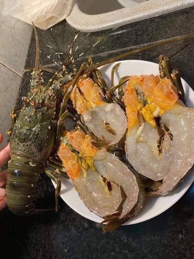 Vì sao tôm hùm bông rớt giá thê thảm? - Hình 6 Vi sao tom hum bong rot gia the tham?-Hinh-6