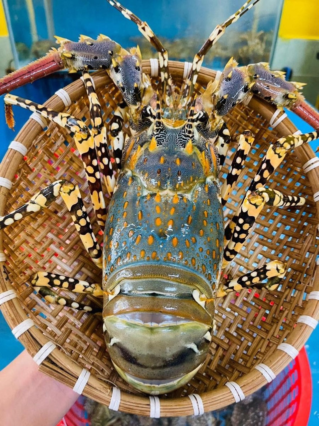 Vì sao tôm hùm bông rớt giá thê thảm? - Hình 10 Vi sao tom hum bong rot gia the tham?-Hinh-10