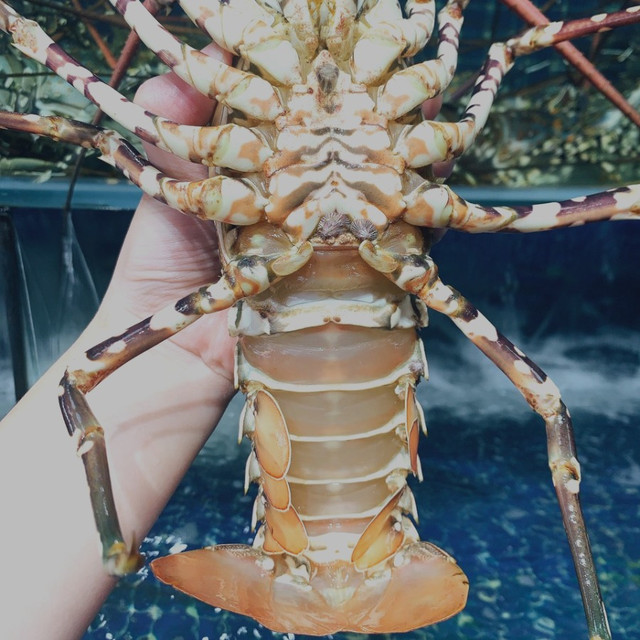 Vì sao tôm hùm bông rớt giá thê thảm? - Hình 8 Vi sao tom hum bong rot gia the tham?-Hinh-8