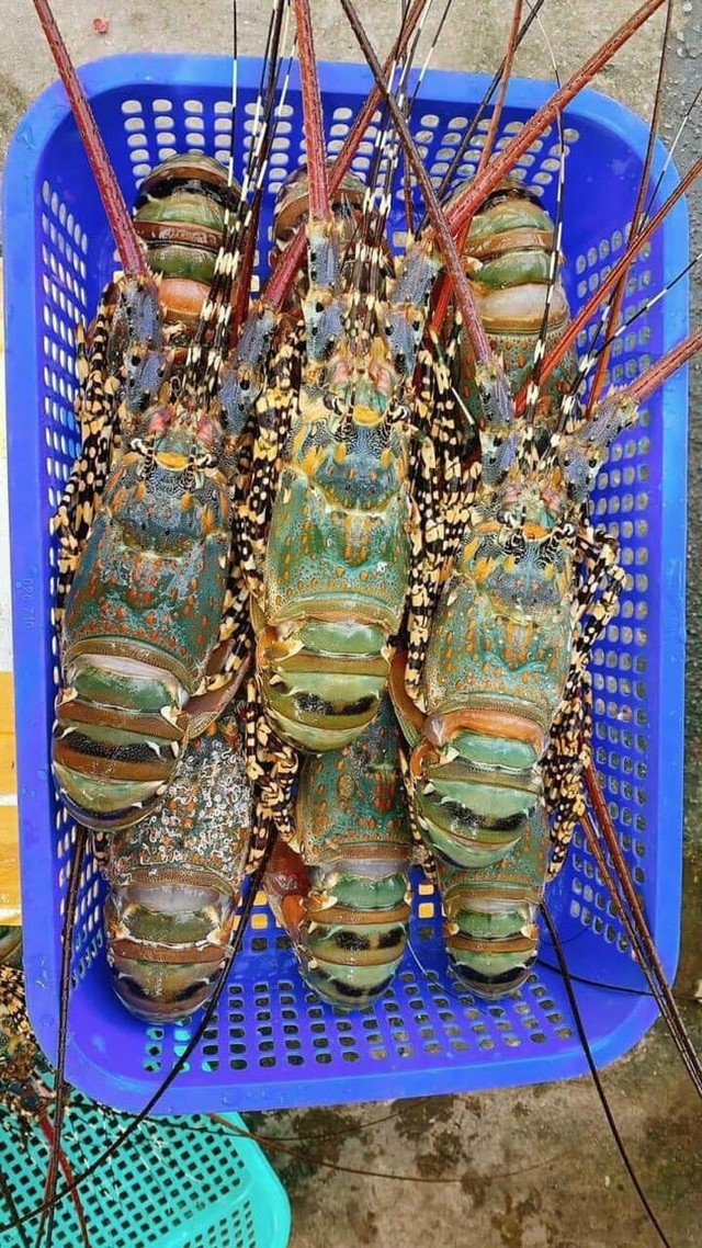 Vì sao tôm hùm bông rớt giá thê thảm? - Hình 7 Vi sao tom hum bong rot gia the tham?-Hinh-7