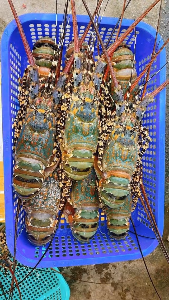 Vi sao tom hum bong rot gia the tham?-Hinh-7