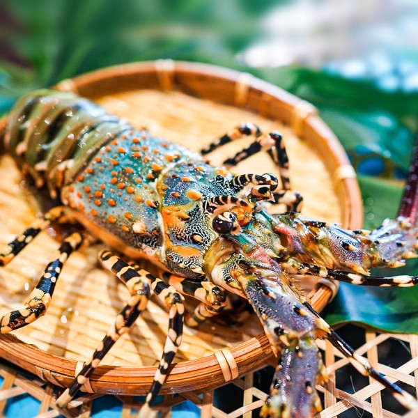 Vì sao tôm hùm bông rớt giá thê thảm? - Hình 9 Vi sao tom hum bong rot gia the tham?-Hinh-9