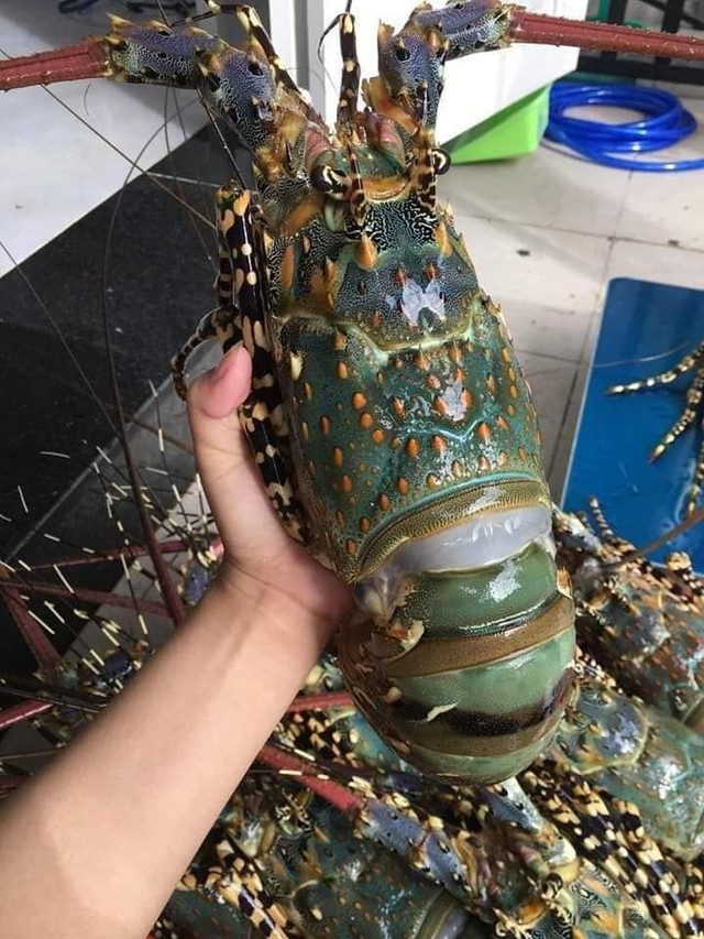 Vì sao tôm hùm bông rớt giá thê thảm? - Hình 3 Vi sao tom hum bong rot gia the tham?-Hinh-3