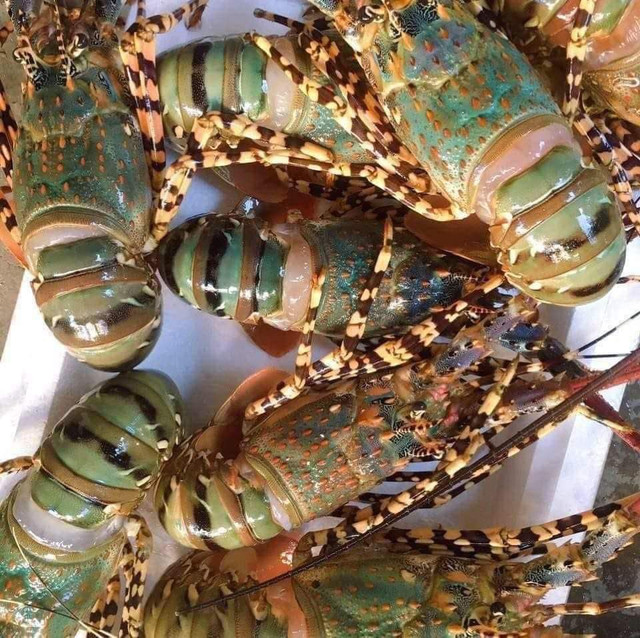 Vì sao tôm hùm bông rớt giá thê thảm? - Hình 4 Vi sao tom hum bong rot gia the tham?-Hinh-4