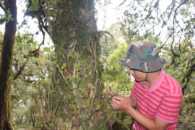 Vi sao tra Bach Long co gia len toi hon nua ty dong/kg?-Hinh-3