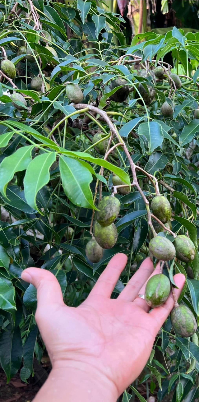 Doanh nhan Thang Ngo tuoi roi sau thoi gian chia thay vo Ha Thanh Xuan-Hinh-10