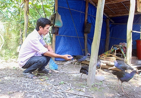 Chim trích cồ có gì đặc biệt mà giá tiền triệu? - Hình 3 Chim trich co co gi dac biet ma gia tien trieu?-Hinh-3