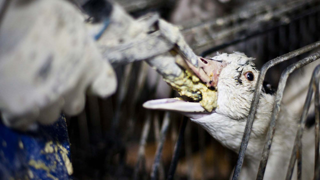 Cận cảnh món ăn xa xỉ nhưng đằng sau đó là sự tàn nhẫn khi tạo ra nó - Hình 6 Can canh mon an xa xi nhung dang sau do la su tan nhan khi tao ra no-Hinh-6