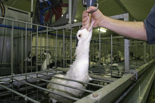 Cận cảnh món ăn xa xỉ nhưng đằng sau đó là sự tàn nhẫn khi tạo ra nó - Hình 10 Can canh mon an xa xi nhung dang sau do la su tan nhan khi tao ra no-Hinh-10