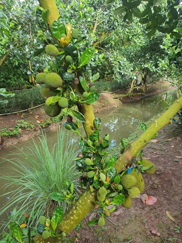 Diễn viên Vân Trang đầu tư hàng chục tỷ vào khu sinh thái 50.000m2 - Hình 11 Dien vien Van Trang dau tu hang chuc ty vao khu sinh thai 50.000m2-Hinh-11