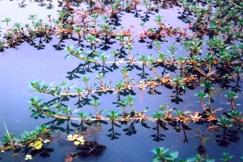 3 loai rau dai moc day ruong vuon nay thanh dac san duoc san lung-Hinh-3