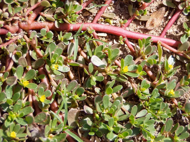 3 loai rau dai moc day ruong vuon nay thanh dac san duoc san lung-Hinh-9