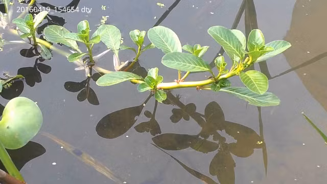 3 loai rau dai moc day ruong vuon nay thanh dac san duoc san lung-Hinh-2