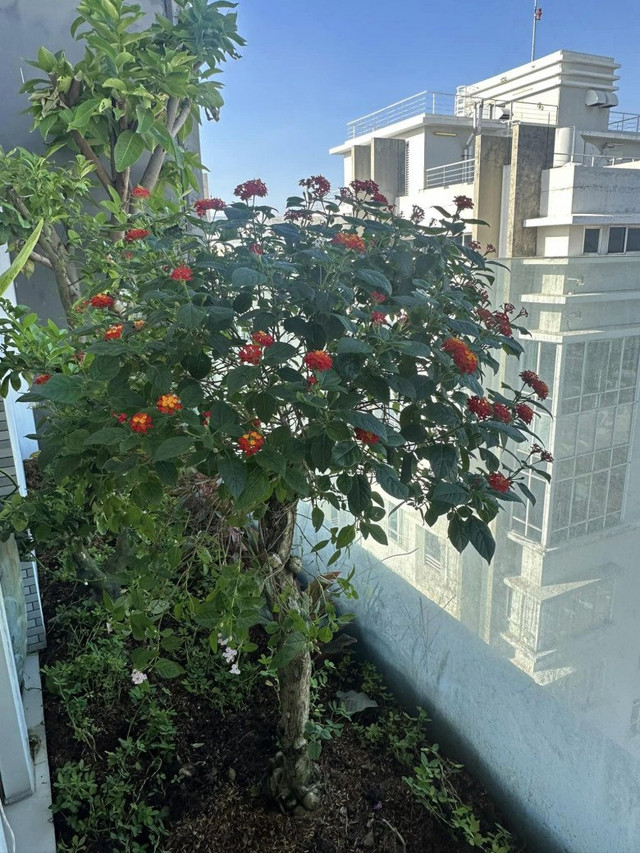Hoa hậu Thu Hoài sở hữu biệt thự đẳng cấp tràn ngập hoa - Hình 6 Hoa hau Thu Hoai so huu biet thu dang cap tran ngap hoa-Hinh-6