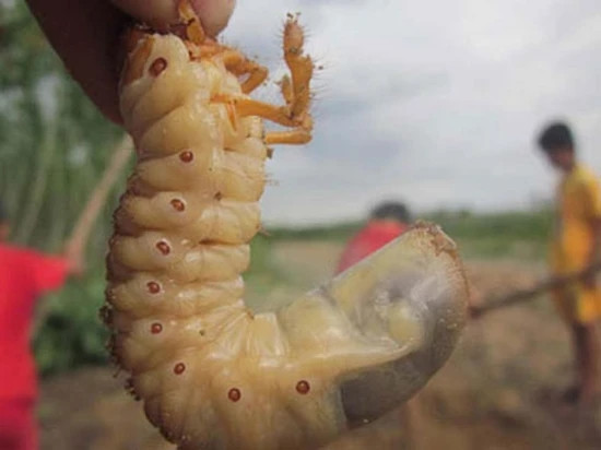 Sùng đất 'thần dược phòng the' đắt đỏ tính bằng tiền triệu - Hình 3 Sung dat 'than duoc phong the' dat do tinh bang tien trieu-Hinh-3