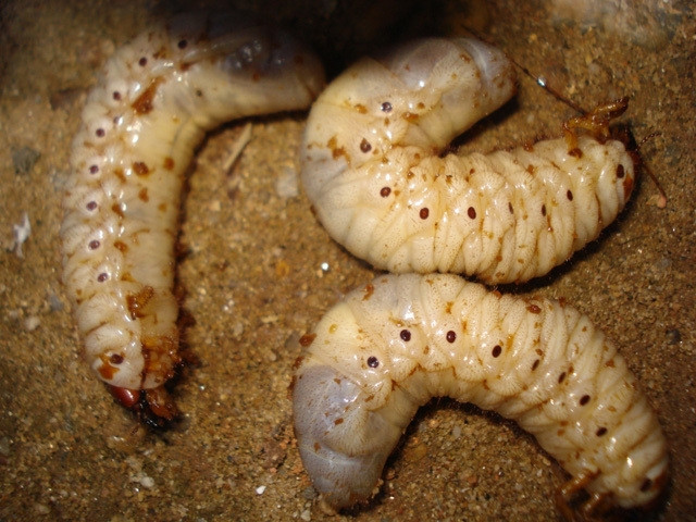 Sùng đất 'thần dược phòng the' đắt đỏ tính bằng tiền triệu - Hình 2 Sung dat 'than duoc phong the' dat do tinh bang tien trieu-Hinh-2