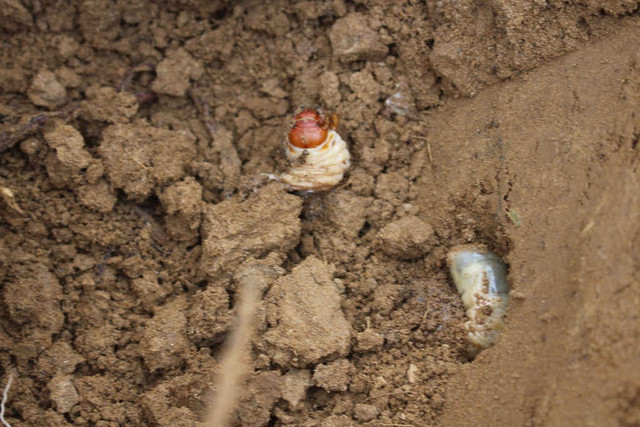 Sùng đất 'thần dược phòng the' đắt đỏ tính bằng tiền triệu - Hình 6 Sung dat 'than duoc phong the' dat do tinh bang tien trieu-Hinh-6