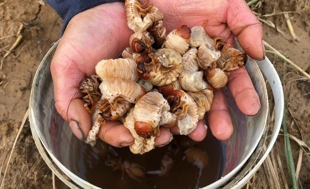 Sùng đất 'thần dược phòng the' đắt đỏ tính bằng tiền triệu - Hình 4 Sung dat 'than duoc phong the' dat do tinh bang tien trieu-Hinh-4