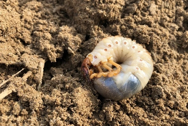 Sùng đất 'thần dược phòng the' đắt đỏ tính bằng tiền triệu - Hình 7 Sung dat 'than duoc phong the' dat do tinh bang tien trieu-Hinh-7