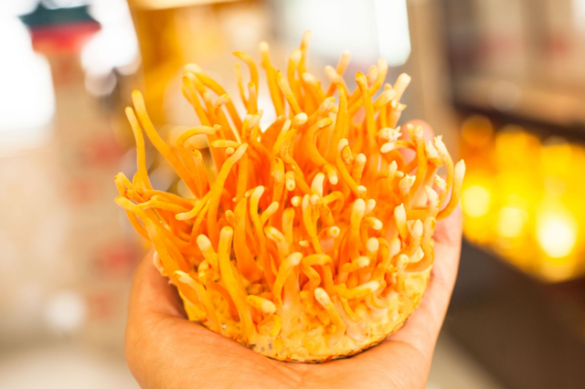 Can canh 3 loai nam chi nha giau moi co tien mua thuong thuc-Hinh-9