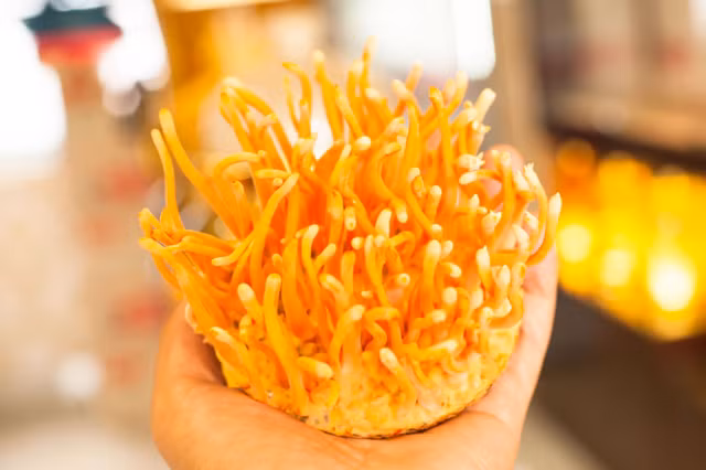 Can canh 3 loai nam chi nha giau moi co tien mua thuong thuc-Hinh-9