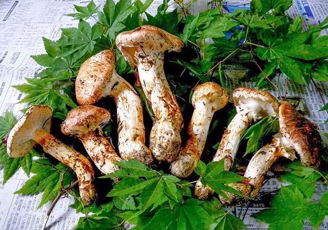 Can canh 3 loai nam chi nha giau moi co tien mua thuong thuc-Hinh-6