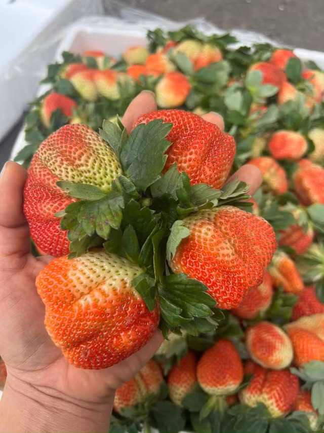 Bat mi meo phan biet dau tay Moc Chau voi dau Trung Quoc-Hinh-5