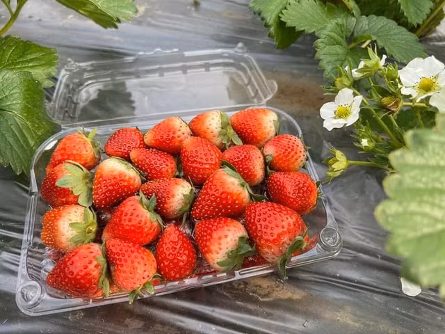 Bat mi meo phan biet dau tay Moc Chau voi dau Trung Quoc-Hinh-3