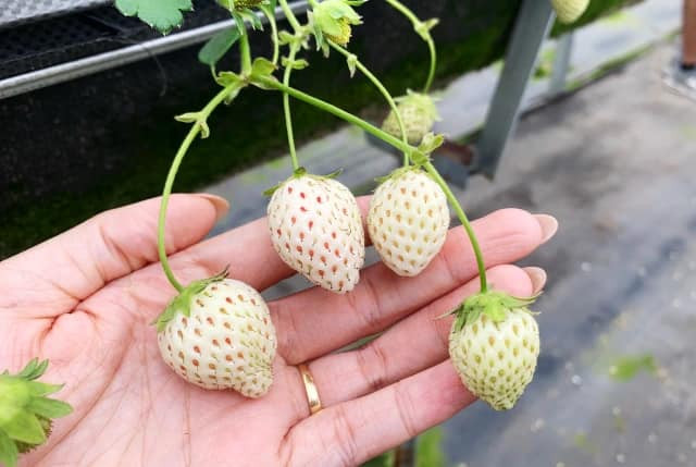 Cháy hàng dâu tây Bạch Tuyết trồng ở Đà Lạt dù cả triệu đồng/kg - Hình 3 Chay hang dau tay Bach Tuyet trong o Da Lat du ca trieu dong/kg-Hinh-3