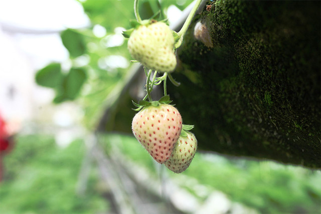 Cháy hàng dâu tây Bạch Tuyết trồng ở Đà Lạt dù cả triệu đồng/kg - Hình 9 Chay hang dau tay Bach Tuyet trong o Da Lat du ca trieu dong/kg-Hinh-9