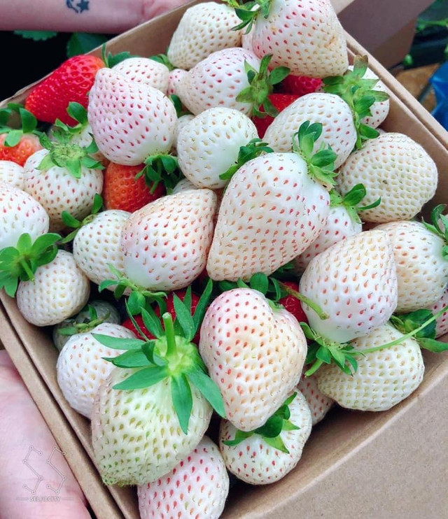 Cháy hàng dâu tây Bạch Tuyết trồng ở Đà Lạt dù cả triệu đồng/kg - Hình 6 Chay hang dau tay Bach Tuyet trong o Da Lat du ca trieu dong/kg-Hinh-6