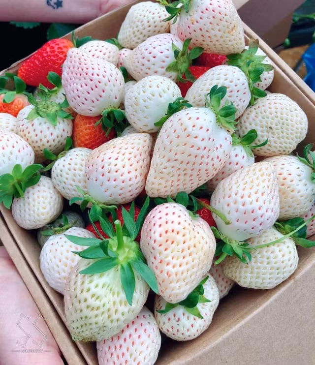 Chay hang dau tay Bach Tuyet trong o Da Lat du ca trieu dong/kg-Hinh-6