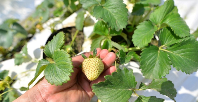 Cháy hàng dâu tây Bạch Tuyết trồng ở Đà Lạt dù cả triệu đồng/kg - Hình 5 Chay hang dau tay Bach Tuyet trong o Da Lat du ca trieu dong/kg-Hinh-5