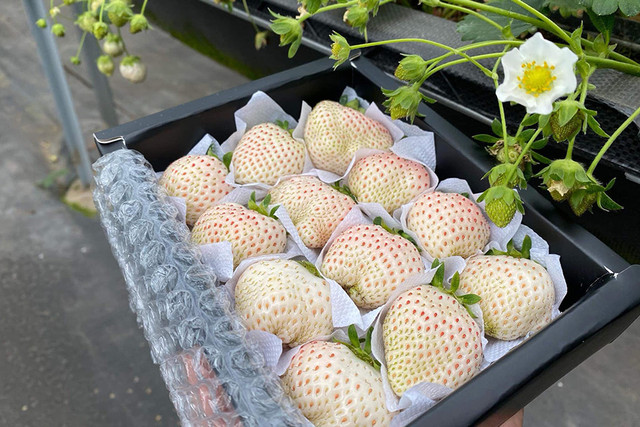 Cháy hàng dâu tây Bạch Tuyết trồng ở Đà Lạt dù cả triệu đồng/kg Chay hang dau tay Bach Tuyet trong o Da Lat du ca trieu dong/kg