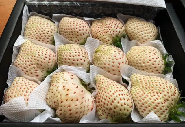 Cháy hàng dâu tây Bạch Tuyết trồng ở Đà Lạt dù cả triệu đồng/kg - Hình 10 Chay hang dau tay Bach Tuyet trong o Da Lat du ca trieu dong/kg-Hinh-10