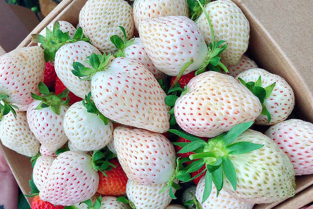 Cháy hàng dâu tây Bạch Tuyết trồng ở Đà Lạt dù cả triệu đồng/kg - Hình 2 Chay hang dau tay Bach Tuyet trong o Da Lat du ca trieu dong/kg-Hinh-2