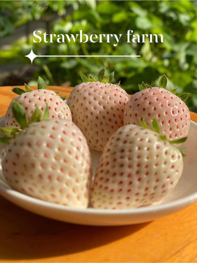 Cháy hàng dâu tây Bạch Tuyết trồng ở Đà Lạt dù cả triệu đồng/kg - Hình 7 Chay hang dau tay Bach Tuyet trong o Da Lat du ca trieu dong/kg-Hinh-7