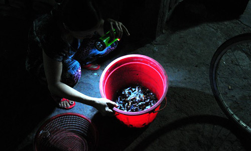 Nghề bắt gián, săn chuột thu nhập cực hấp dẫn ở Việt Nam Nghe bat gian, san chuot thu nhap cuc hap dan o Viet Nam