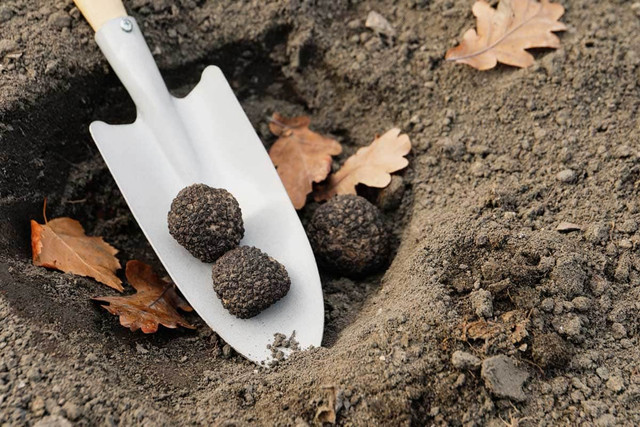 Biet gi ve “Kim cuong den” tren ban tiec cua gioi dai gia?-Hinh-9