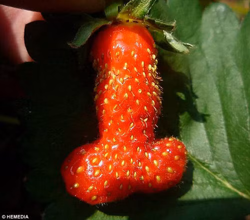 Doc la nhung loai qua hinh dang qua nhay cam-Hinh-4