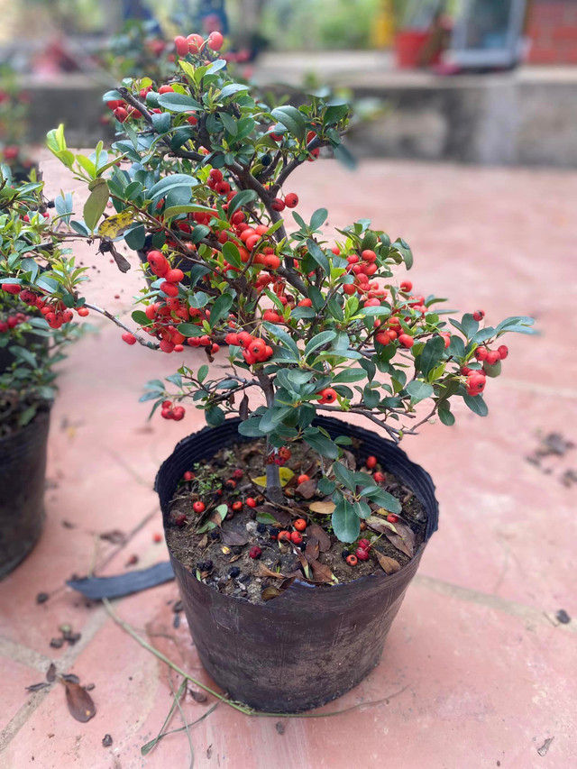 Sau Tet Nguyen dan, 4 loai cay canh nay van 'sot ran ran'-Hinh-6