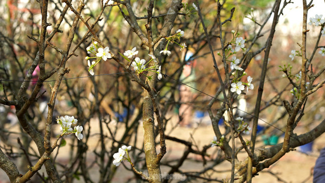 Sau Tet Nguyen dan, 4 loai cay canh nay van 'sot ran ran'-Hinh-8