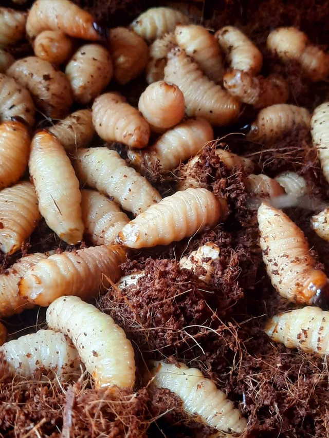 Kham pha 4 dac san rung minh nhung van hut khach-Hinh-3